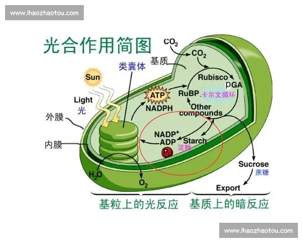 突破人体极限：耐力挑战与极端训练的科学解析与应用